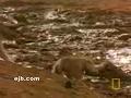 Baboon Vs Crocodile