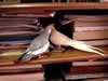 Bird Sings Kill Bill