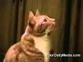 Funny Cats