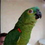 Singing Opera Parrot