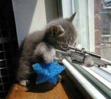 Kitty Sniper