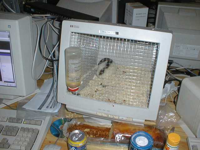 Monitor Hamster Cage