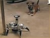 Puppy Vs Robot