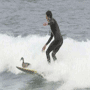 Surfing Duck