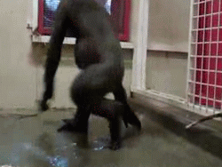 Breakdancing Gorilla