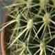 Man Eats Cactus