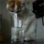 Cat Drinking Water