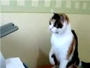 Cat Hates Printer