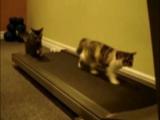 Cats On A Treadmill