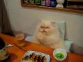 Dinner With Kitty