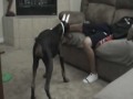 Doberman Prank