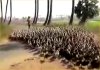 Duck Stampede