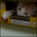 Beer Box Cat