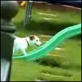 Dog on Slide