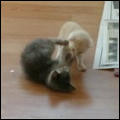 Kitten Fight Interrupted