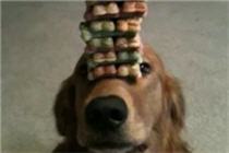 Jenga Dog