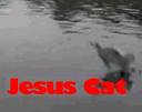 Jesus Cat