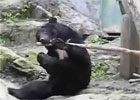 Kung Fu Bear