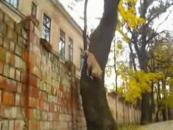 Parkour Dog