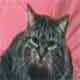 Weird Cat